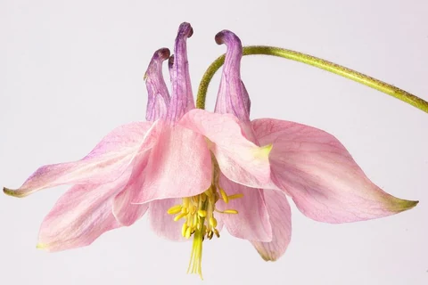 Pink flower. Free public domain CC0 image.