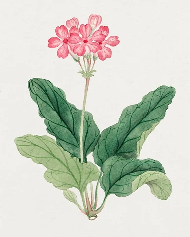 Sakura – March (ca. 1870–1880) painting in high resolution. Original from Library of Congress. Digitally enhanced by rawpixel.
