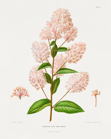 Ceanothus Hyb. Leon Simon chromolithograph plates by Abraham Jacobus Wendel. Digitally enhanced from our own 1879 edition plates of Nederlandsche flora en pomona.