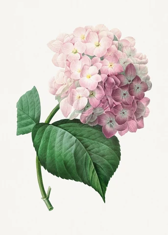 Hydrangea by Pierre-Joseph Redouté (1759–1840). Original from Biodiversity Heritage Library. Digitally enhanced by rawpixel.