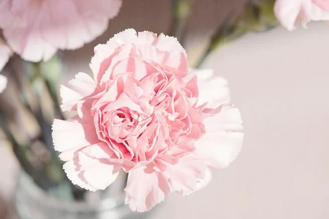 Free pink carnations background image, public domain flower CC0 photo.