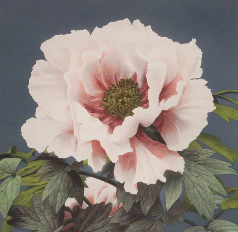 Beautiful photomechanical prints of (1887–1897) by Ogawa Kazumasa . Original from The Rijksmuseum. Digitally enhanced by rawpixel.
