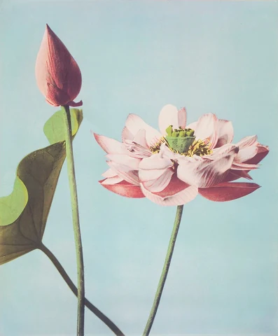 Beautiful photomechanical prints of Lotus Flowers (1887–1897) by Ogawa Kazumasa. Original from The Rijksmuseum. Digitally enhanced by rawpixel.