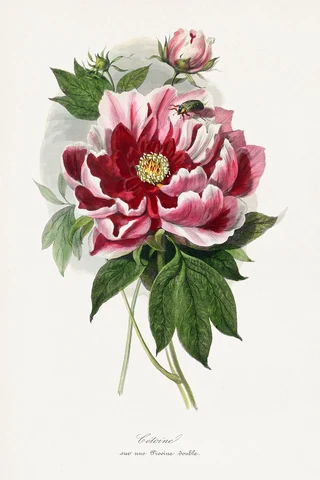 Peony flower painting. Digitally enhanced from our own 1842 edition of Le Jardin Des Plantes by Paul Gervais.