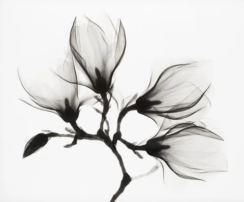 Magnolia Branch with Four Flowers (ca. 1910-1925). Original from the Rijksmuseum. Digitally enhanced by rawpixel.