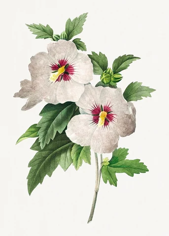 Hibiscus from Choix des plus belles fleurs (1827) by Pierre-Joseph Redouté . Original from Biodiversity Heritage Library. Digitally enhanced by rawpixel.