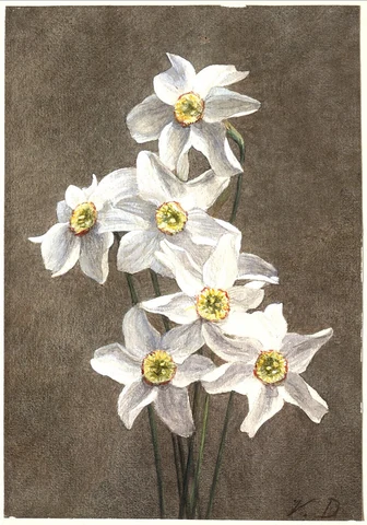 Narcissus (before 1900) by Victoria Dubourg