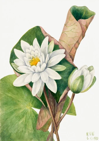 American Waterlily (Castalia odorata) (1920) by Mary Vaux Walcott . Original from The Smithsonian. Digitally enhanced by rawpixel.