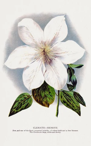 Clematis flower lithograph. Digitally enhanced from our own original 1900 edition plates of Botanical Specimen published by Rochester Lithographing and Printing Company.