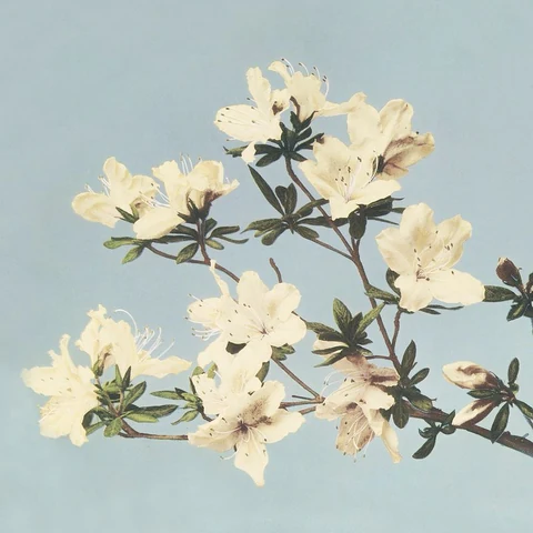 Vintage Japanese azaleas illustration wall art print and poster design remix from original artwork.