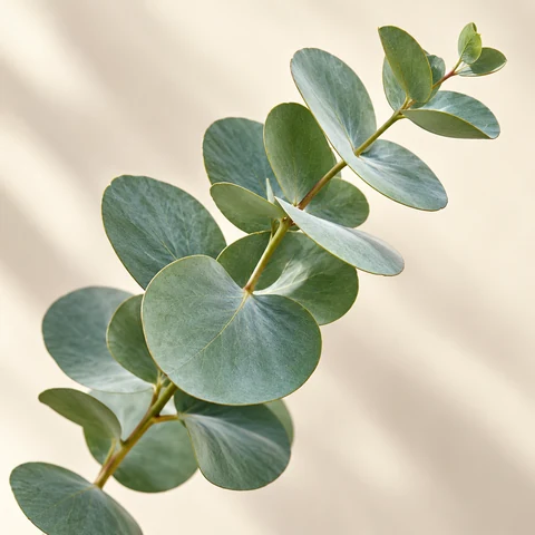 Eucalyptus in Soft Light