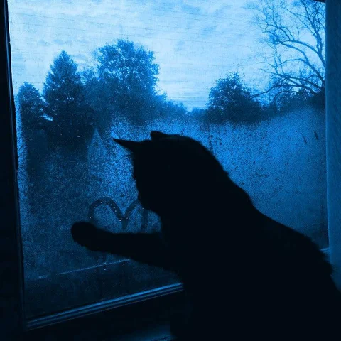 Cat Silhouette at a Blue Window