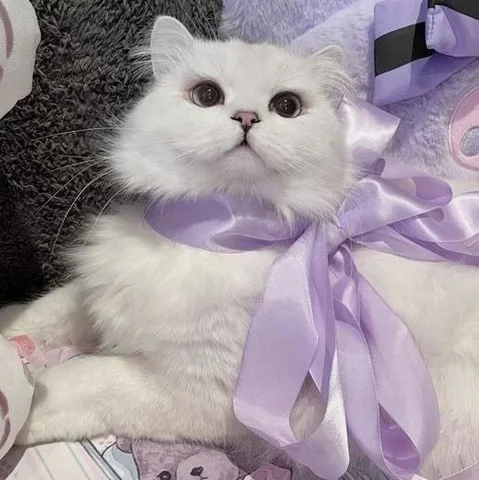 Fluffy Cat with a Lavender Bow