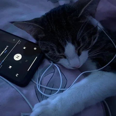 听音乐的猫