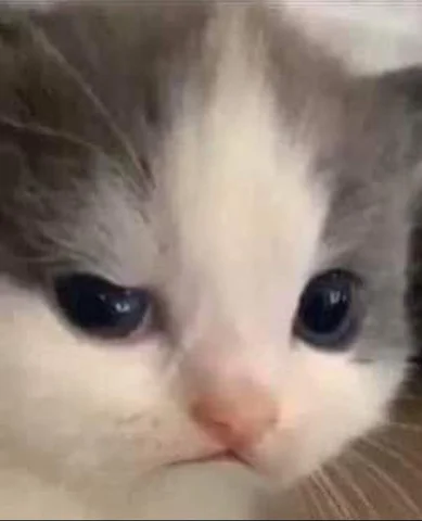Teary-Eyed Kitten