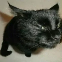 Black Cat — Knowing Smirk