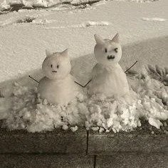 Two Snow Cats Together