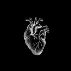 Silver Anatomical Heart Sketch