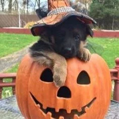 Dog Sitting in a Pumpkin