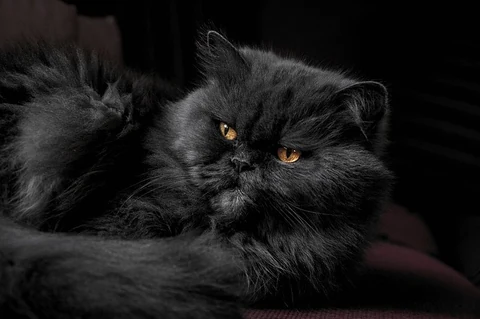 Close-up of a black Persian cat. Original public domain image from Wikimedia Commons
