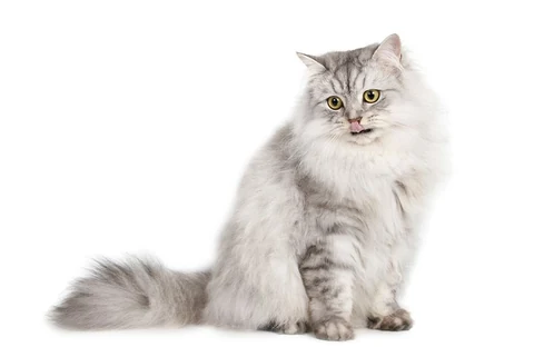 Free Persian cat sitting image, public domain CC0 photo.