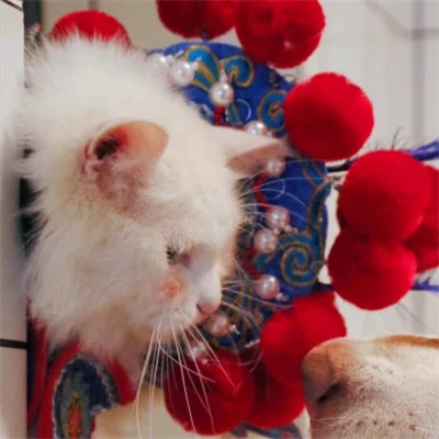 Cat and Dog in Lion Dance Hats — Matching Avatars · Izquierda
