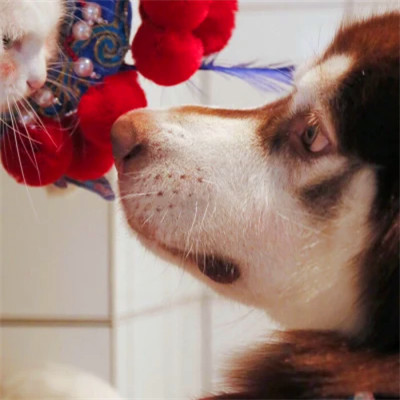 Cat and Dog in Lion Dance Hats — Matching Avatars · Right