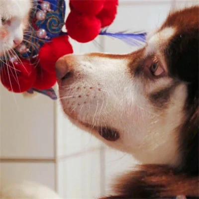 Cat and Dog in Lion Dance Hats — Matching Avatars · Derecha