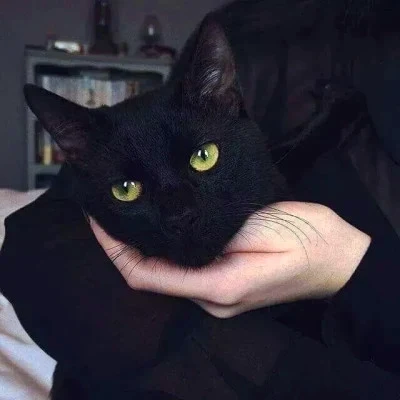Black and White Cats Resting in Gentle Hands — Matching Avatars · Izquierda