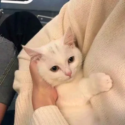 Black and White Cats Resting in Gentle Hands — Matching Avatars · Derecha