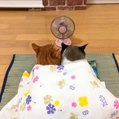 Cats Under Blankets with a Little Fan — Matching Avatars · Left