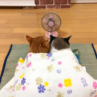 Cats Under Blankets with a Little Fan — Matching Avatars · Izquierda