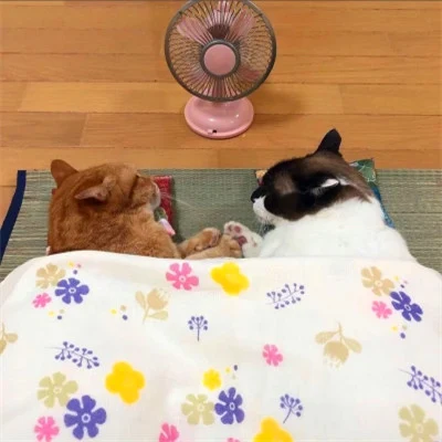 Cats Under Blankets with a Little Fan — Matching Avatars · Derecha