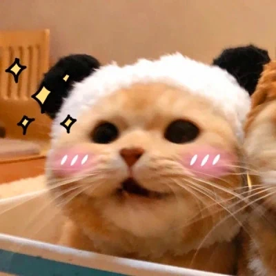 Cats in Panda and Lion Hats — Matching Avatars · Derecha