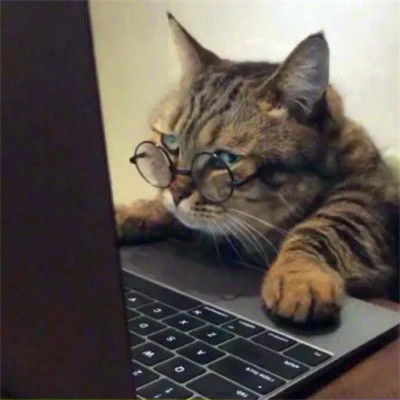 Glasses-Wearing Cats at Their Laptops — Matching Avatars · Right
