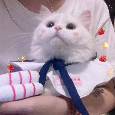 Cats in Bow Ties and Party Outfits — Matching Avatars · Derecha