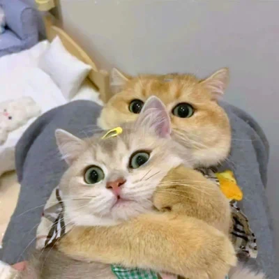 Two Cats Cuddling Inside a Sweater — Matching Avatars · Izquierda