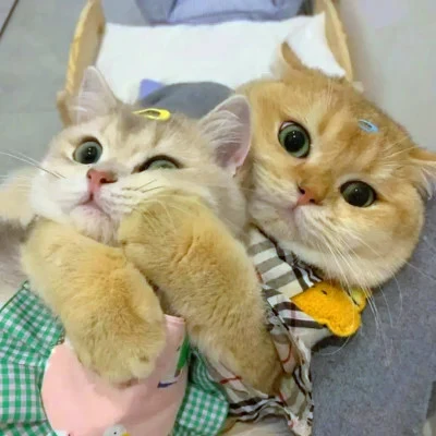 Two Cats Cuddling Inside a Sweater — Matching Avatars · Derecha