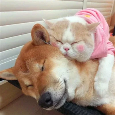 Pink-Shirt Cat Napping on a Shiba Inu — Matching Avatars · Izquierda