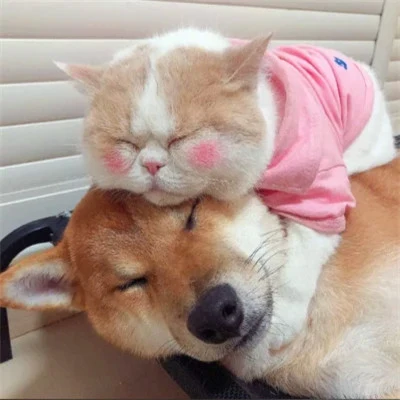 Pink-Shirt Cat Napping on a Shiba Inu — Matching Avatars · Derecha