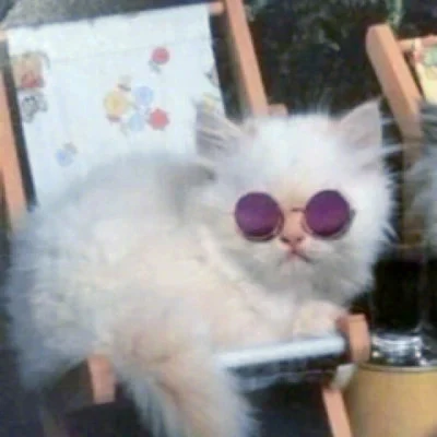 Vacation Cats in Tiny Sunglasses — Matching Avatars · Izquierda