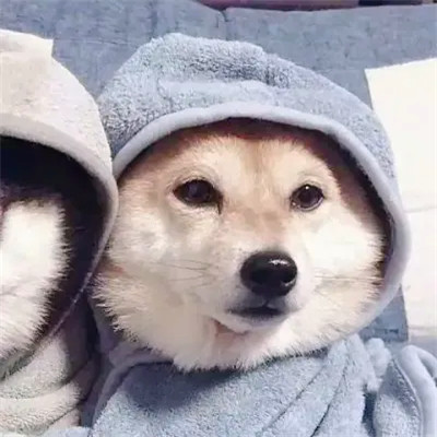 Shiba Inu Puppies Wrapped in Towels — Matching Avatars · Izquierda