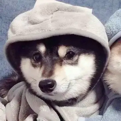 Shiba Inu Puppies Wrapped in Towels — Matching Avatars · Derecha
