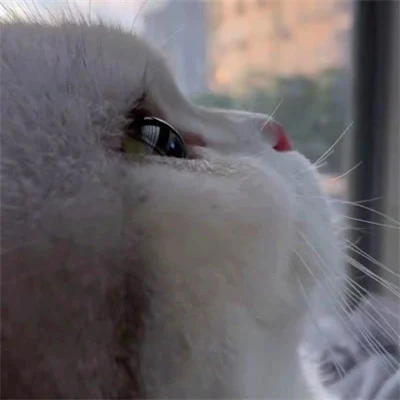 Cat Profiles in Soft Window Light — Matching Avatars · Izquierda