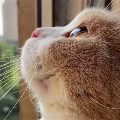Cat Profiles in Soft Window Light — Matching Avatars · Derecha
