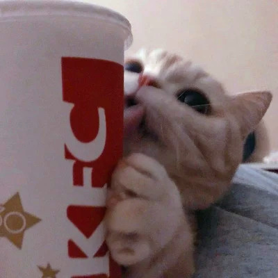 Cats Peeking Around Fast-Food Cups — Matching Avatars · Left