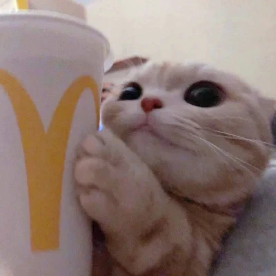 Cats Peeking Around Fast-Food Cups — Matching Avatars · Derecha