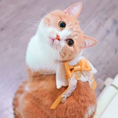 Orange-Bow Cat Looking Back — Matching Avatars · Izquierda