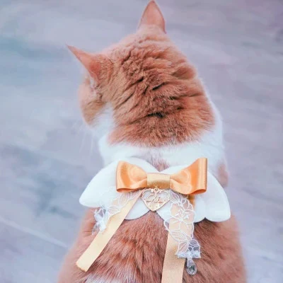 Orange-Bow Cat Looking Back — Matching Avatars · Derecha