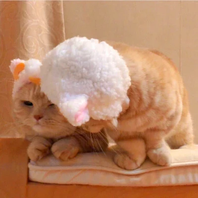 Cats Wearing Fluffy Lamb-Ear Hats — Matching Avatars · Izquierda